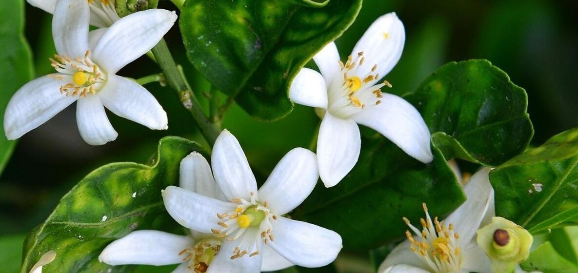 Neroli helps to eliminate spider veins